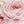 Wall decals peony flowers and roses