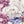 Wall stickers peonies