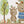 Wall decals with animals