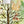 Forest animals wall sticker
