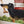 Dachshund dog wall sticker