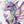 Fairy Dragons Wall Decals for kids / Girly Nursery Wall Sticker / Baby Girl Playroom